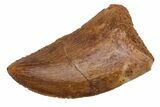 Serrated, Juvenile Carcharodontosaurus Tooth #225496-1